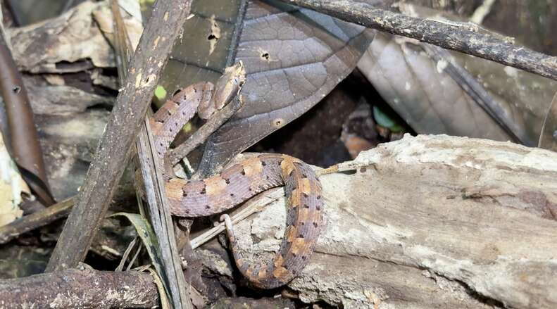 snake in the jungle
