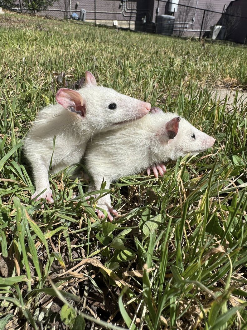 双子のオポッサム