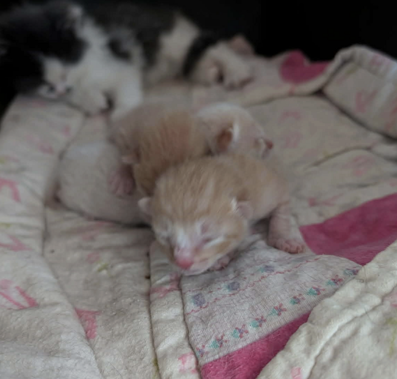 新生児の子猫たち
