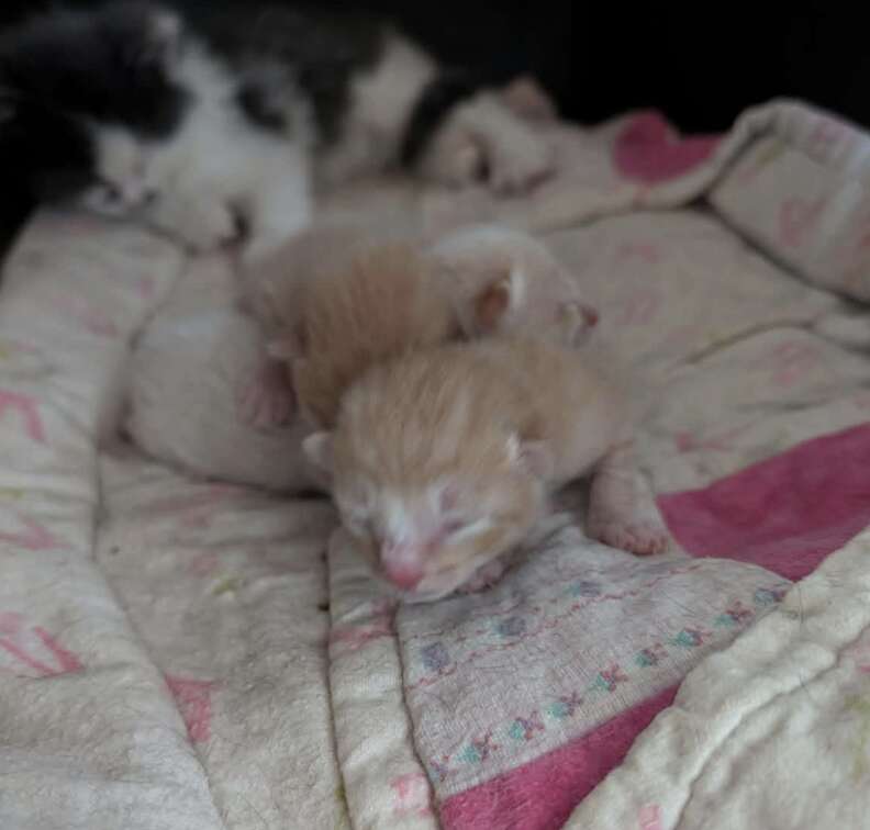 新生児の子猫たち