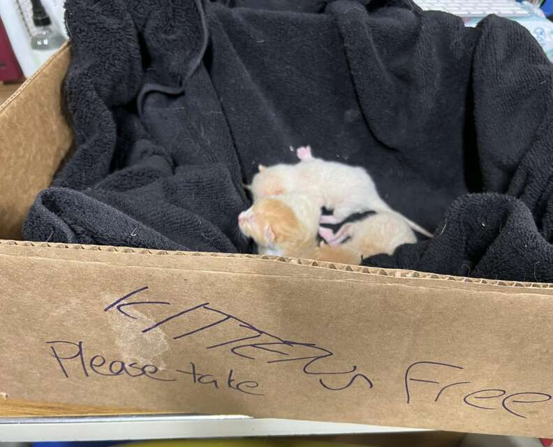 子猫の段ボール