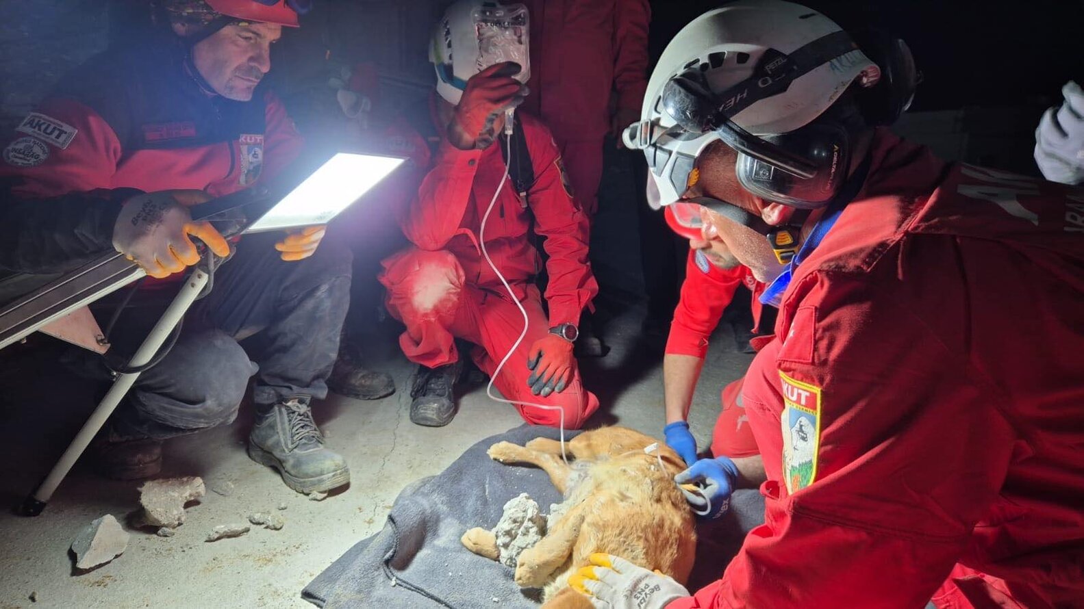 Dog Trapped In Concrete Barked For Hours Until Rescuers Arrived - The Dodo