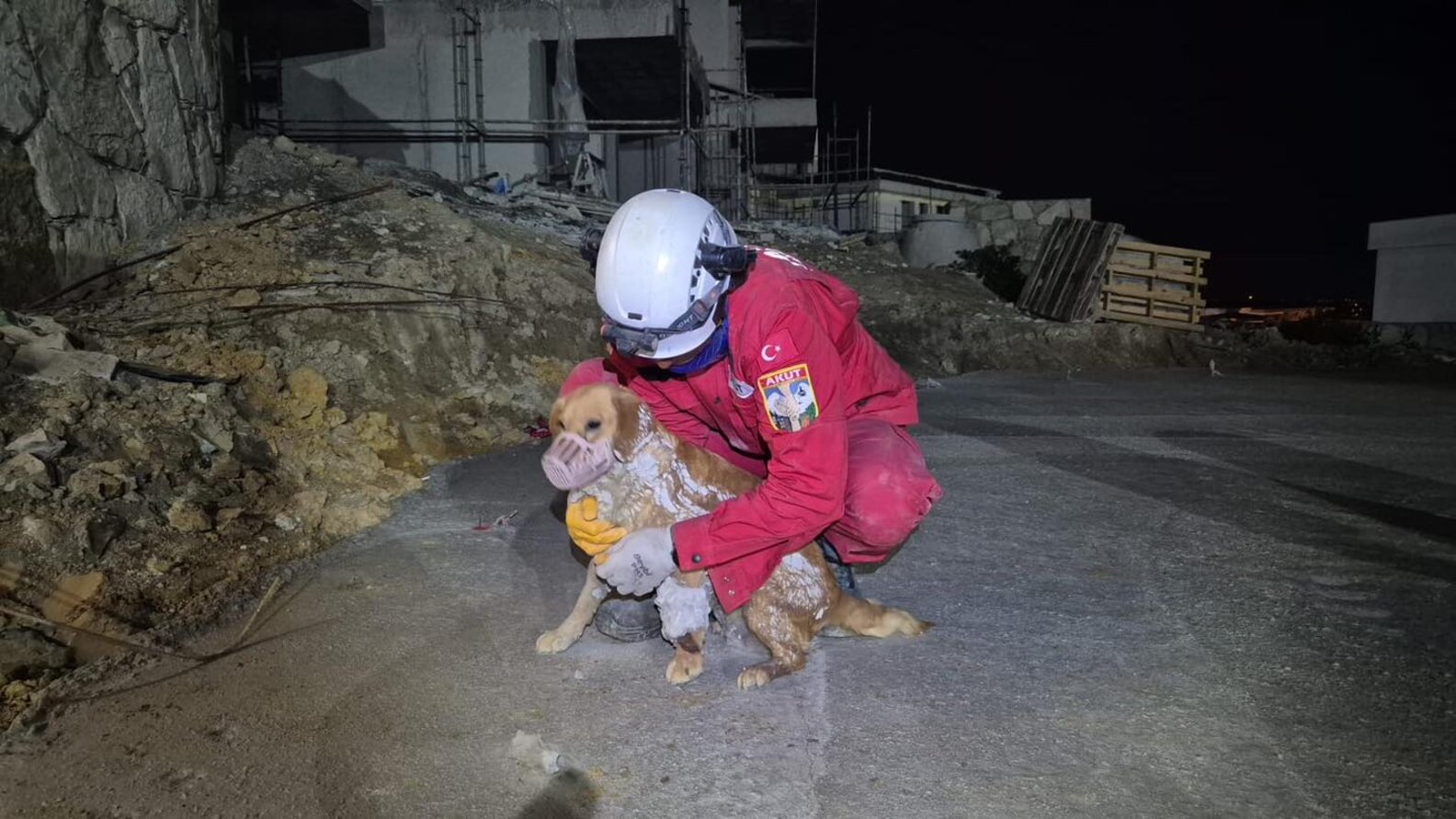 Dog Trapped In Concrete Barked For Hours Until Rescuers Arrived - The Dodo