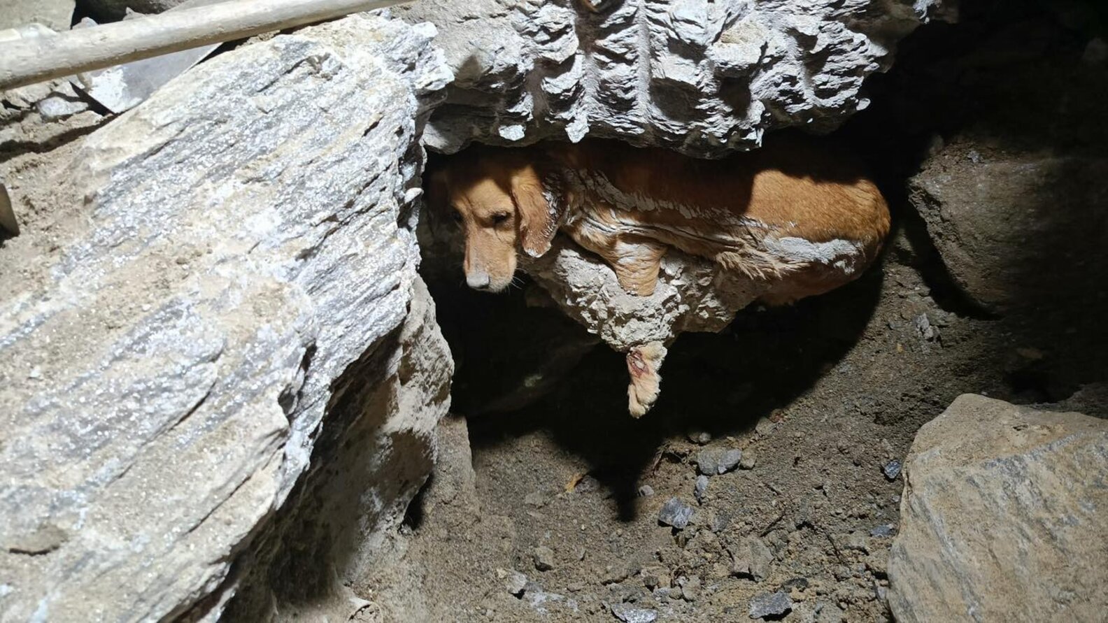 Dog Trapped In Concrete Barked For Hours Until Rescuers Arrived - The Dodo