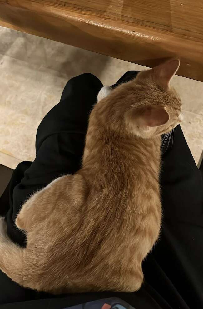 救助団体のサポート