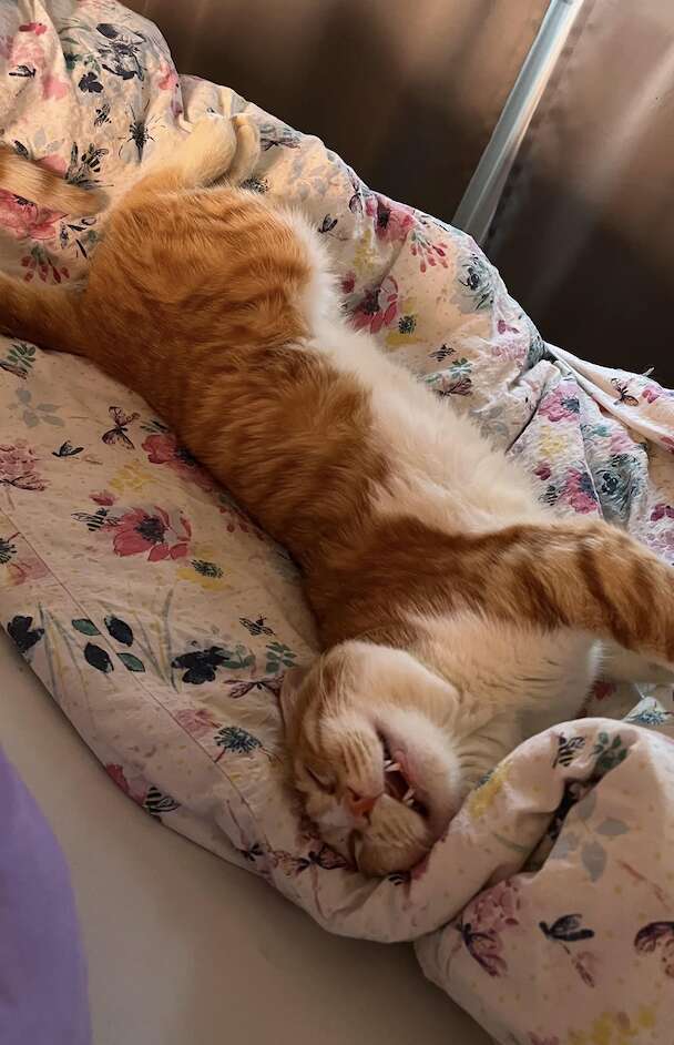 新しい家族との暮らし