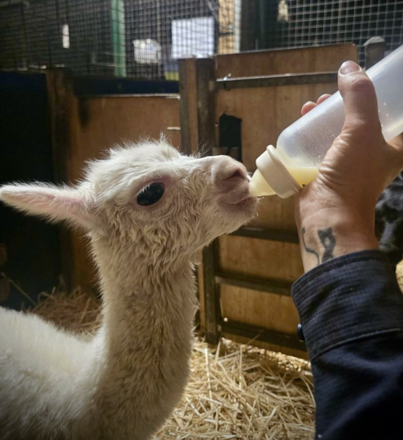 baby alpaca drinking from bottle