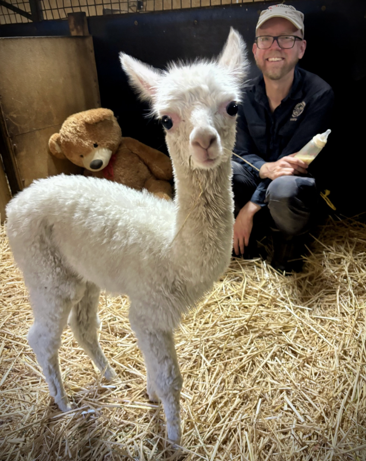 baby alpaca in barn