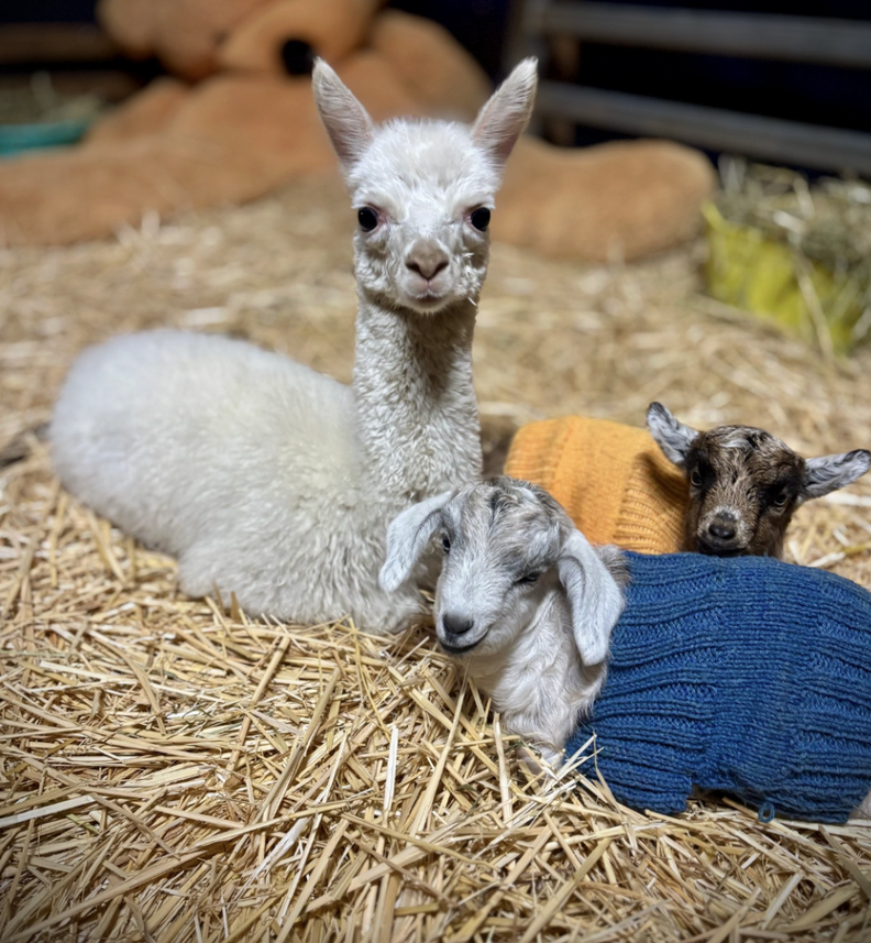 baby alpaca with pair of baby goats