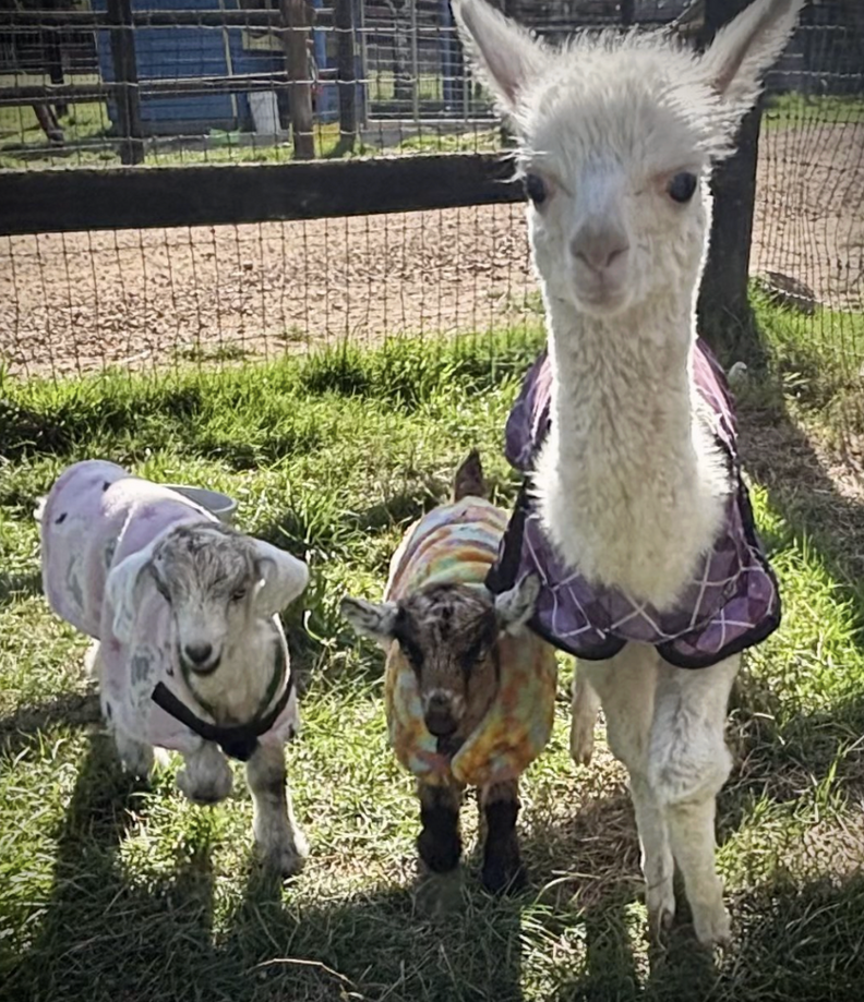 baby alpaca with pair of baby goats