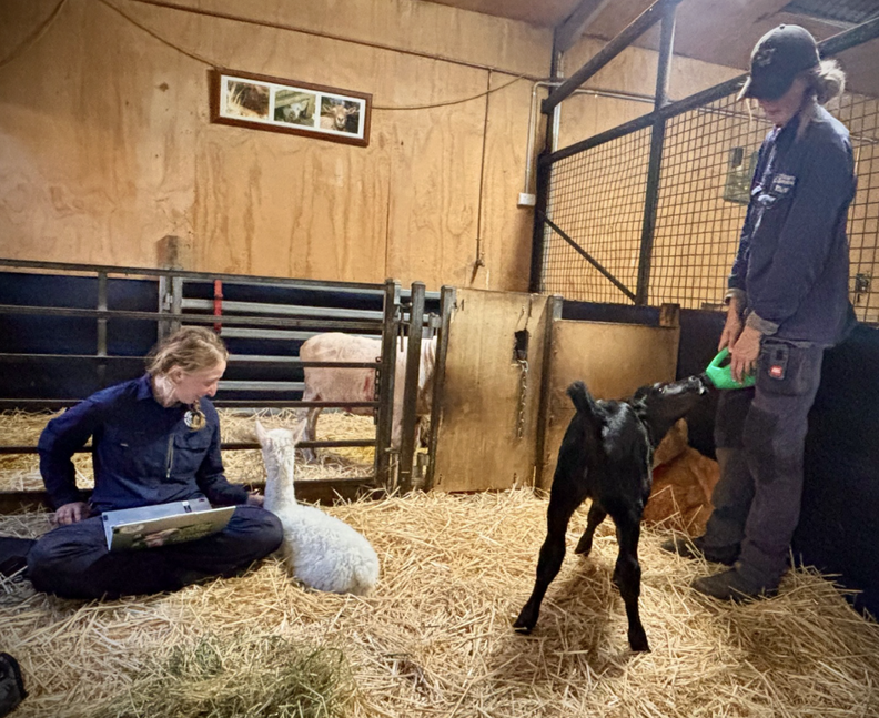 rescuers with baby alpaca and calf 