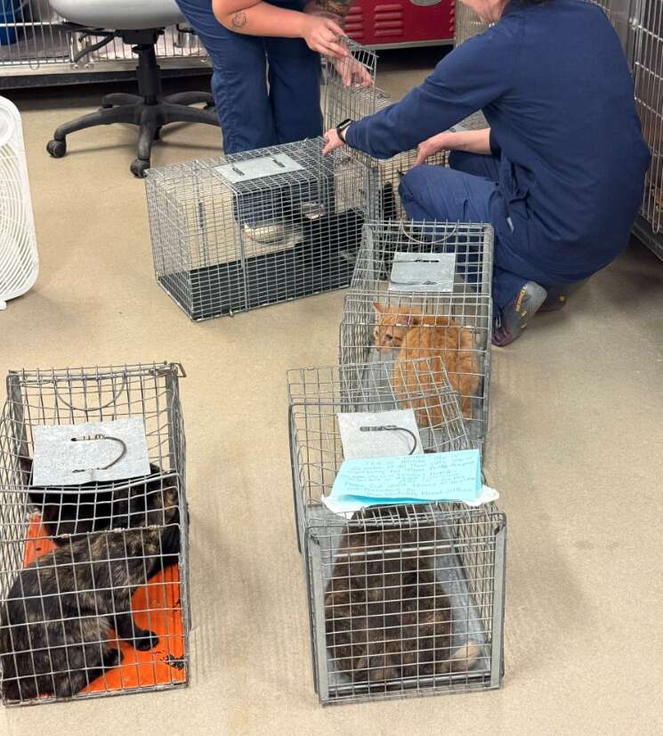 Cats being cooled off by fans