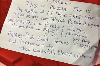 Note regarding Mazda, the mother cat