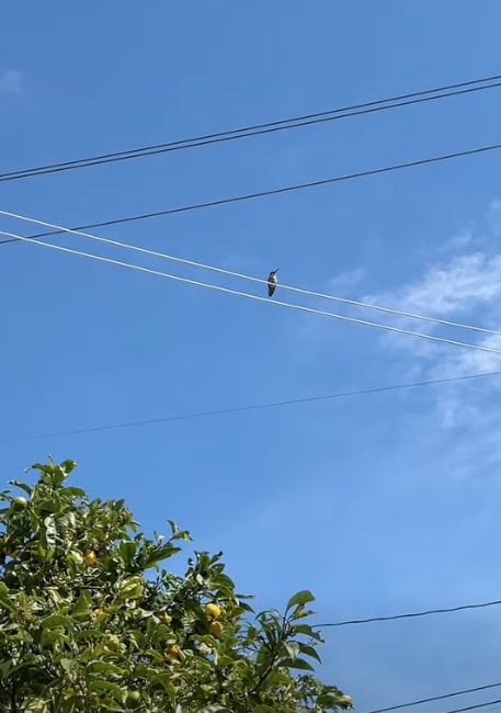 A hummingbird sitting on telephone wires in front of a lemon tree and blue sky.