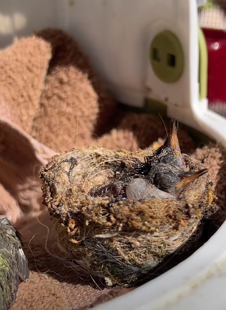 Two tiny hummingbird babies sit in a nest on a towel in the sun.
