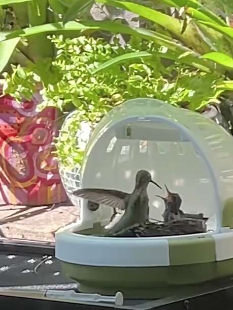 A mama hummingbird feeds baby hummingbirds in the shade outside.