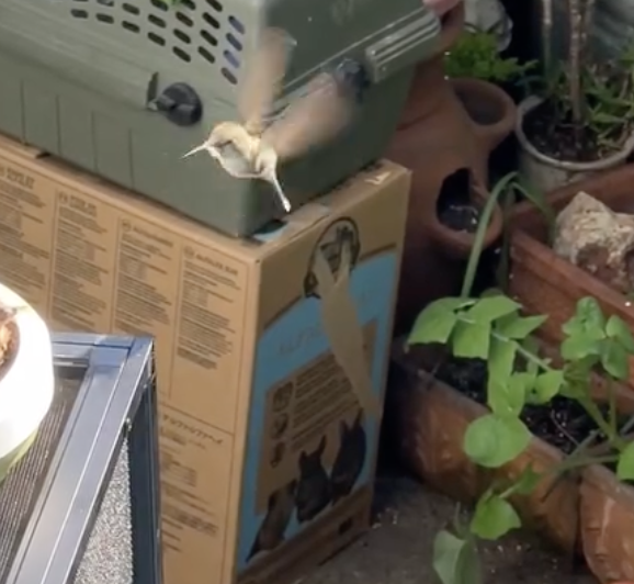 A female hummingbird hovers in the air next to a carrier and cardboard box.