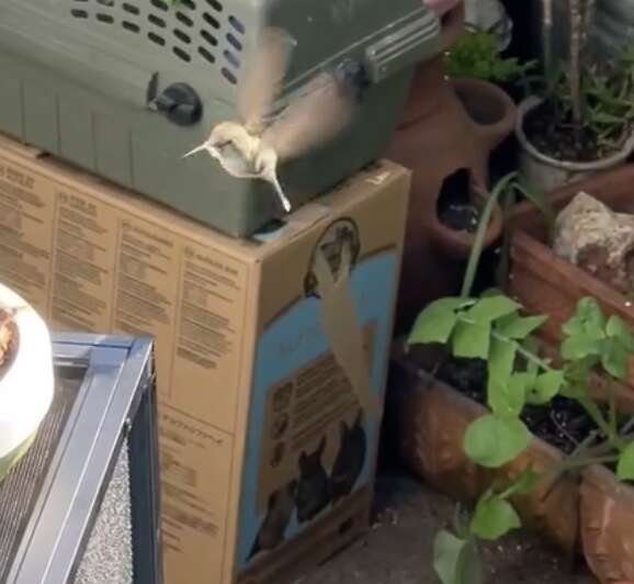 A female hummingbird hovers in the air next to a carrier and cardboard box.
