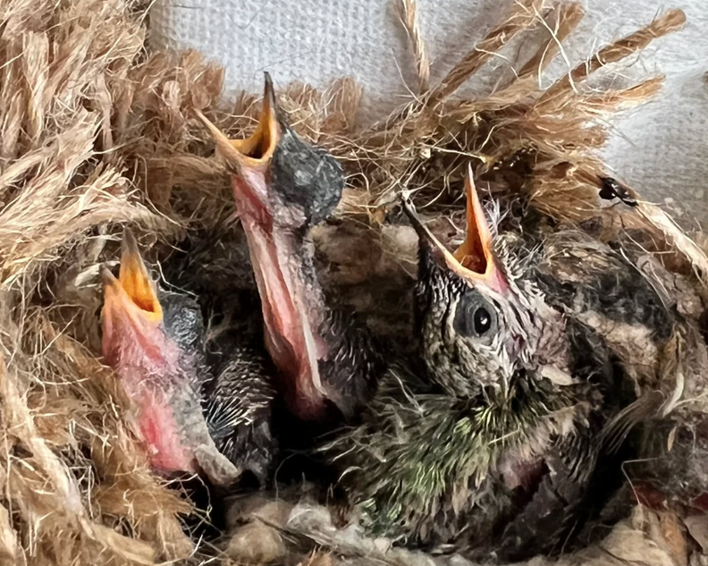 Three baby hummingbirds with their mouths open sitting in a nest.
