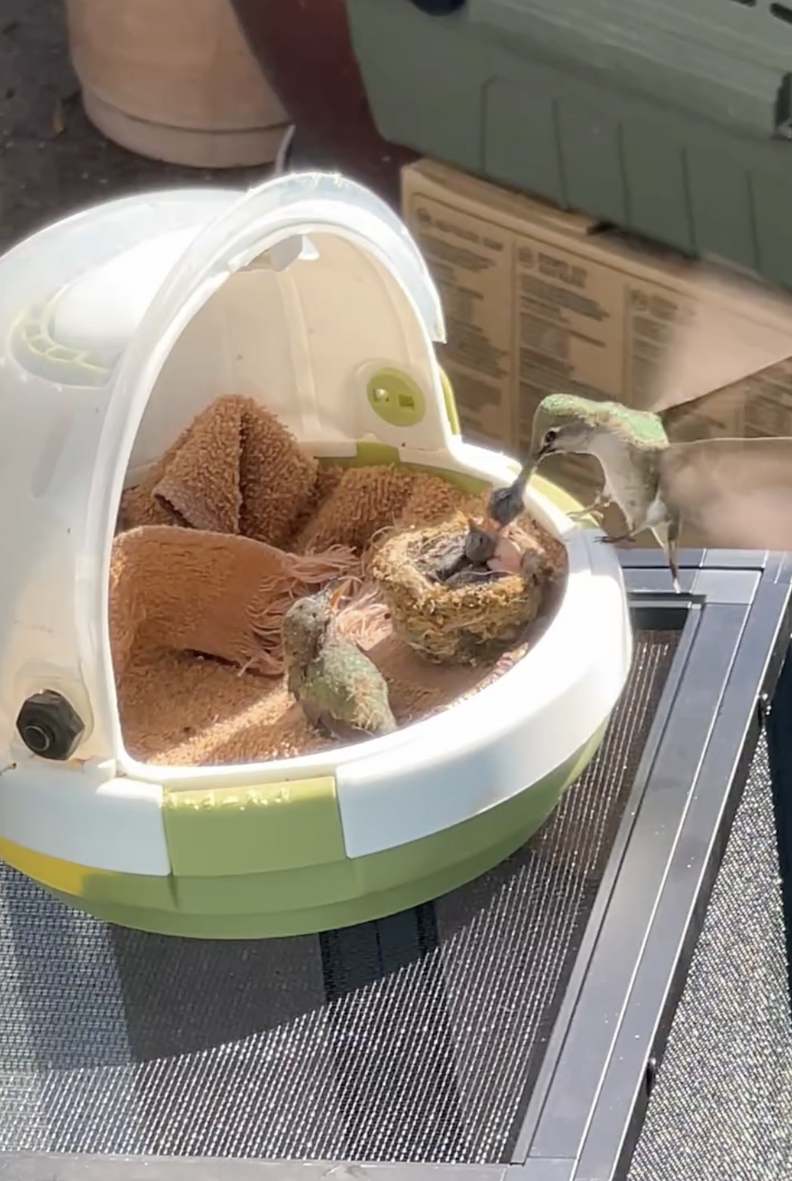 A mama hummingbird feeds baby hummingbirds nestled in a carrier.