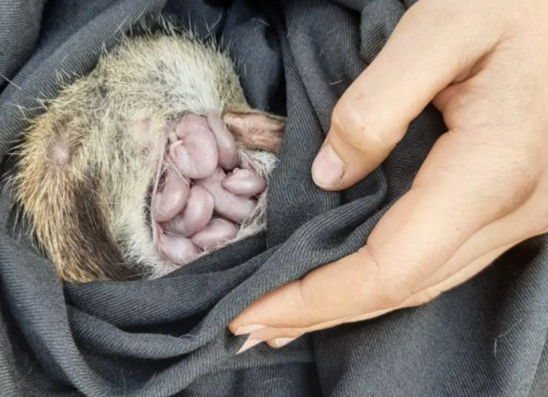 赤ちゃんクオール