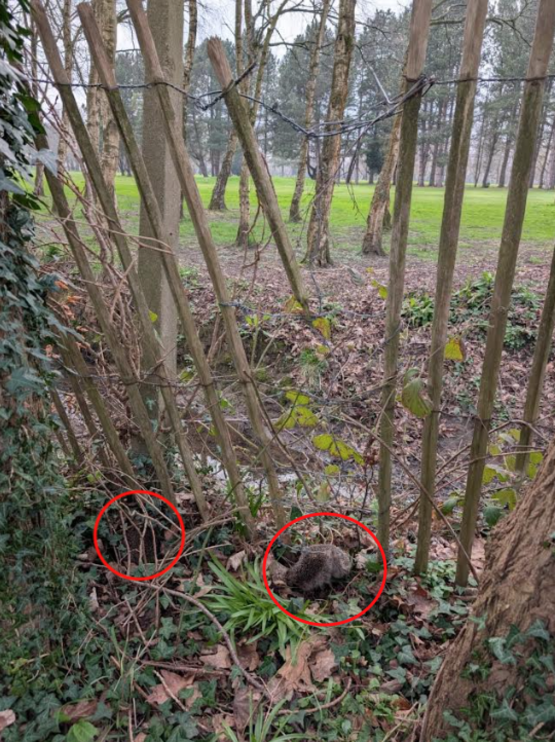 Dad On A Stroll Sees Puffballs Caught In Barbed Wire Fence And Runs For ...