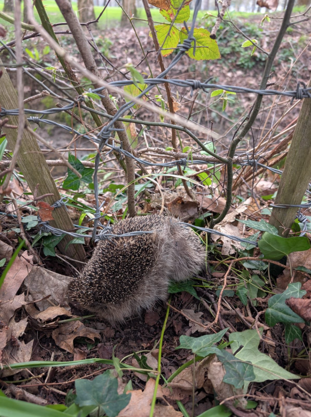 Dad On A Stroll Sees Puffballs Caught In Barbed Wire Fence And Runs For ...