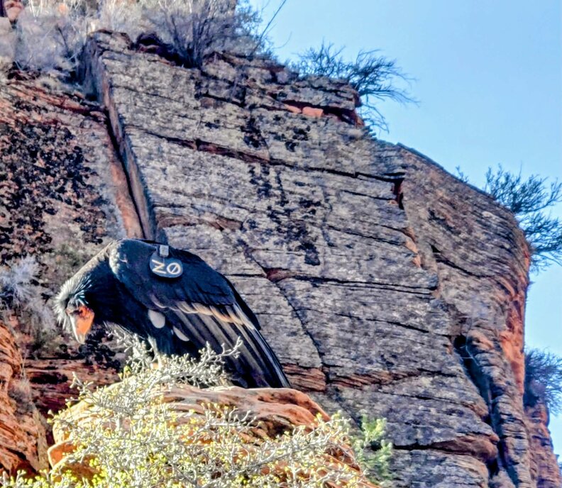 California condor sitting on a rock