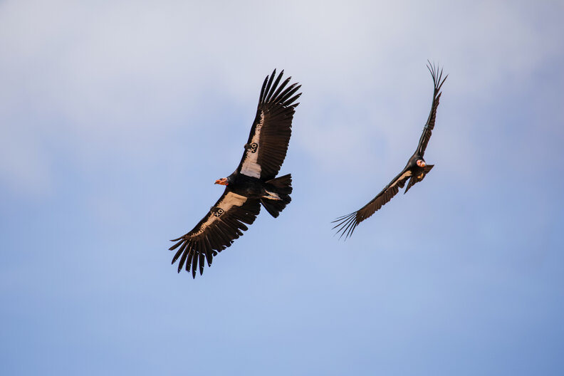 Two California condors in flight