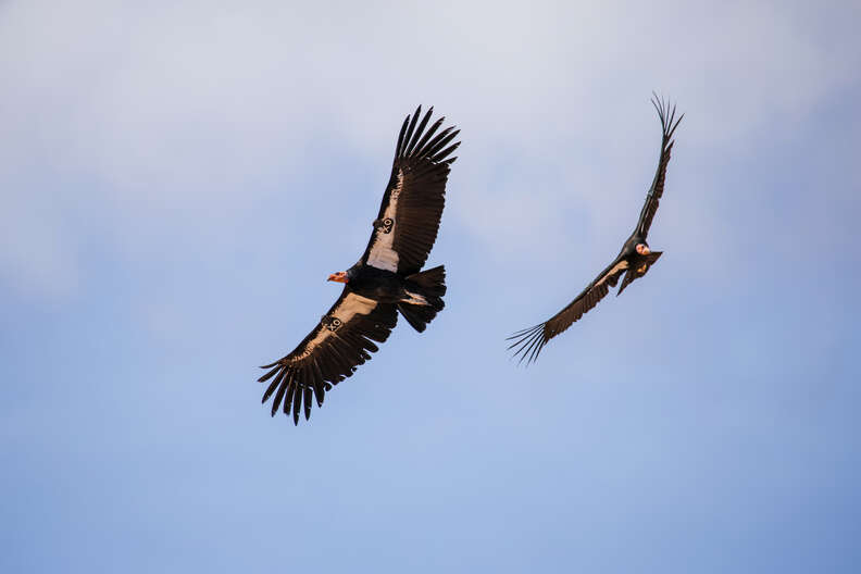 Two California condors in flight