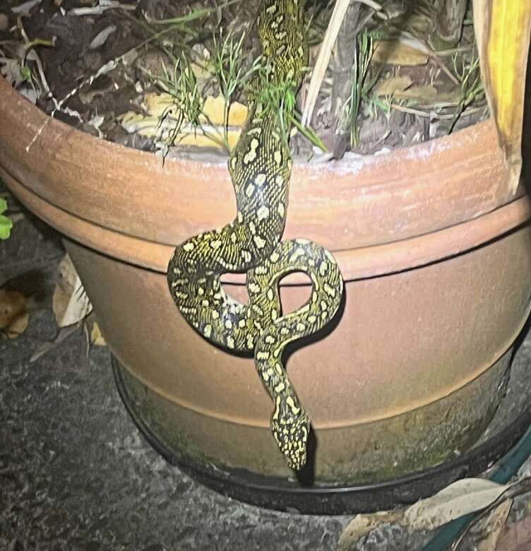 ニシキヘビの訪問