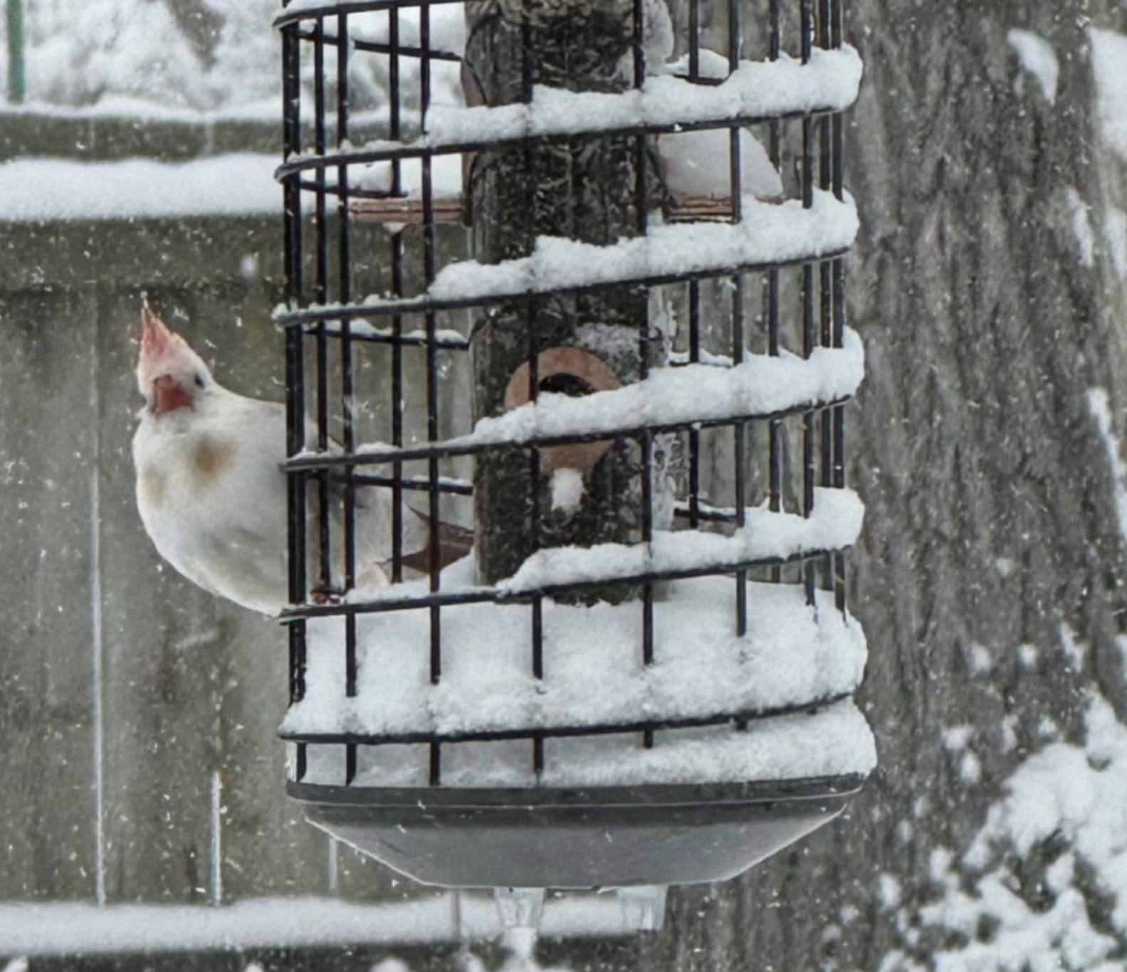 白いカーディナル
