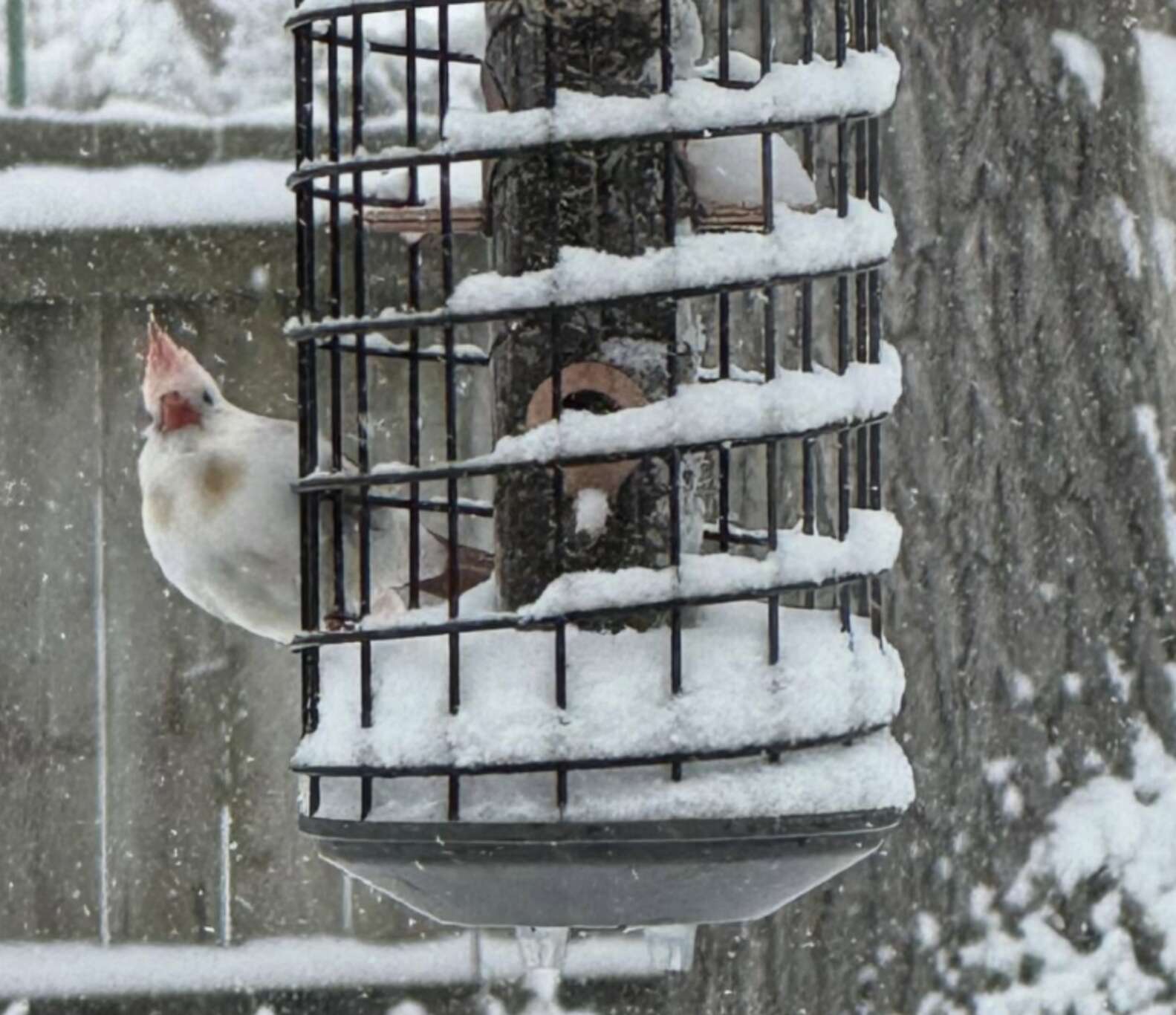 白いカーディナル
