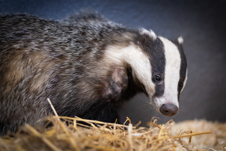 'Extremely Strong' Animal Gets Trapped At Skate Park — And The Rescue ...