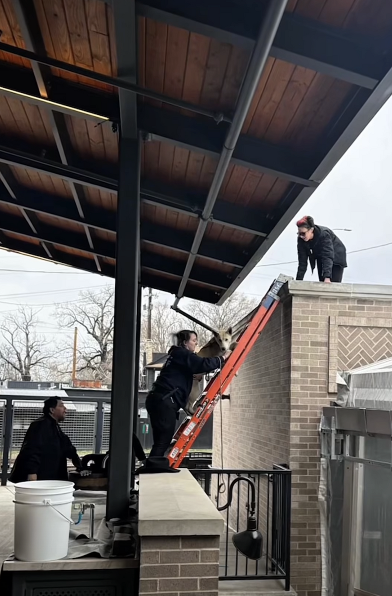 犬の救助の画像