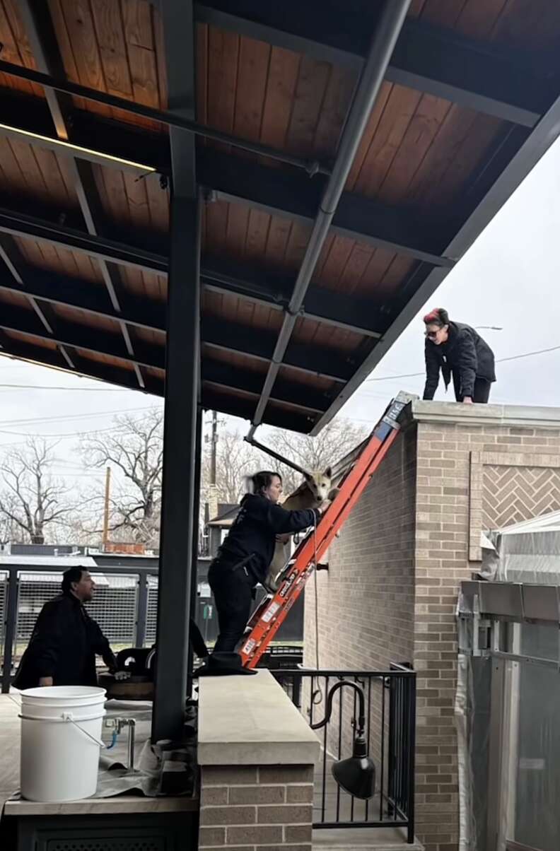 犬の救助の画像