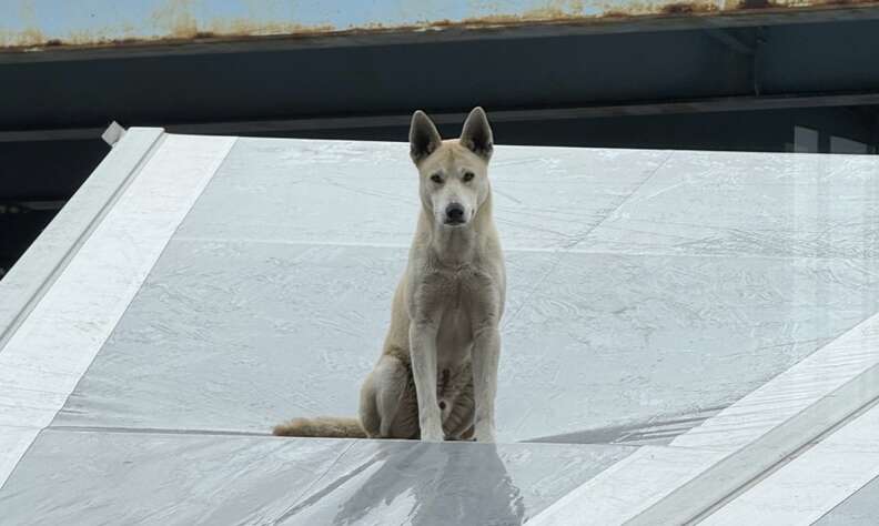 犬が屋根の上にいる画像