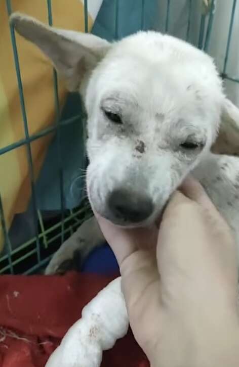 治療を受けるスタンリー