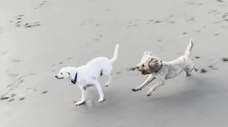 回復したスタンリー