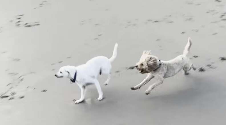 回復したスタンリー