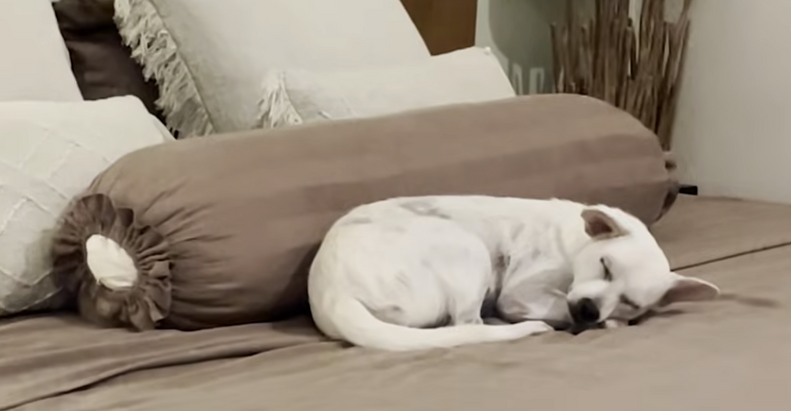 スカーレットとスタンリー