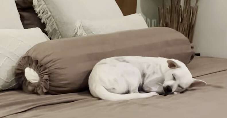 スカーレットとスタンリー