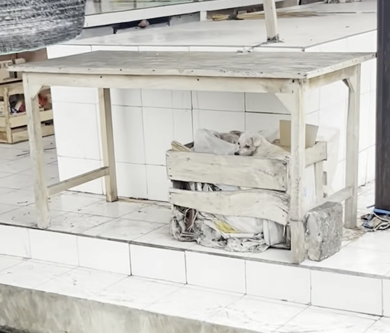 スタンリーを見つめるバーバーさん