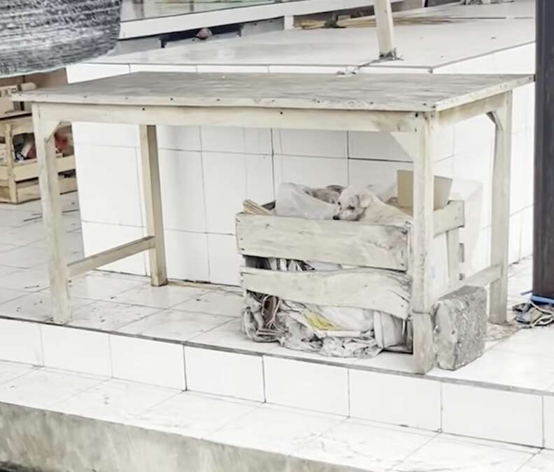 スタンリーを見つめるバーバーさん