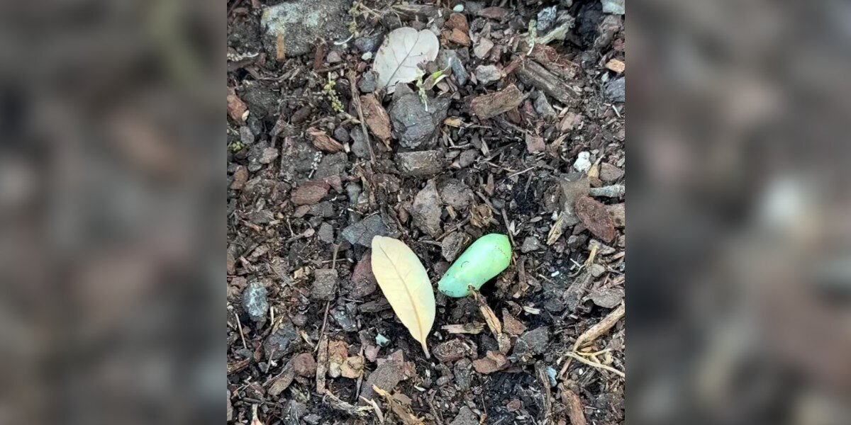 Woman Finds Green Lump In Her Garden And Realizes It’s Holding A Beautiful Life