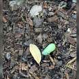 Woman Finds Green Lump In Her Garden And Realizes It’s Holding A Beautiful Life