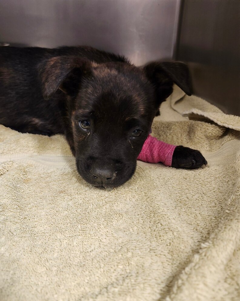 ロッキン・ロビン