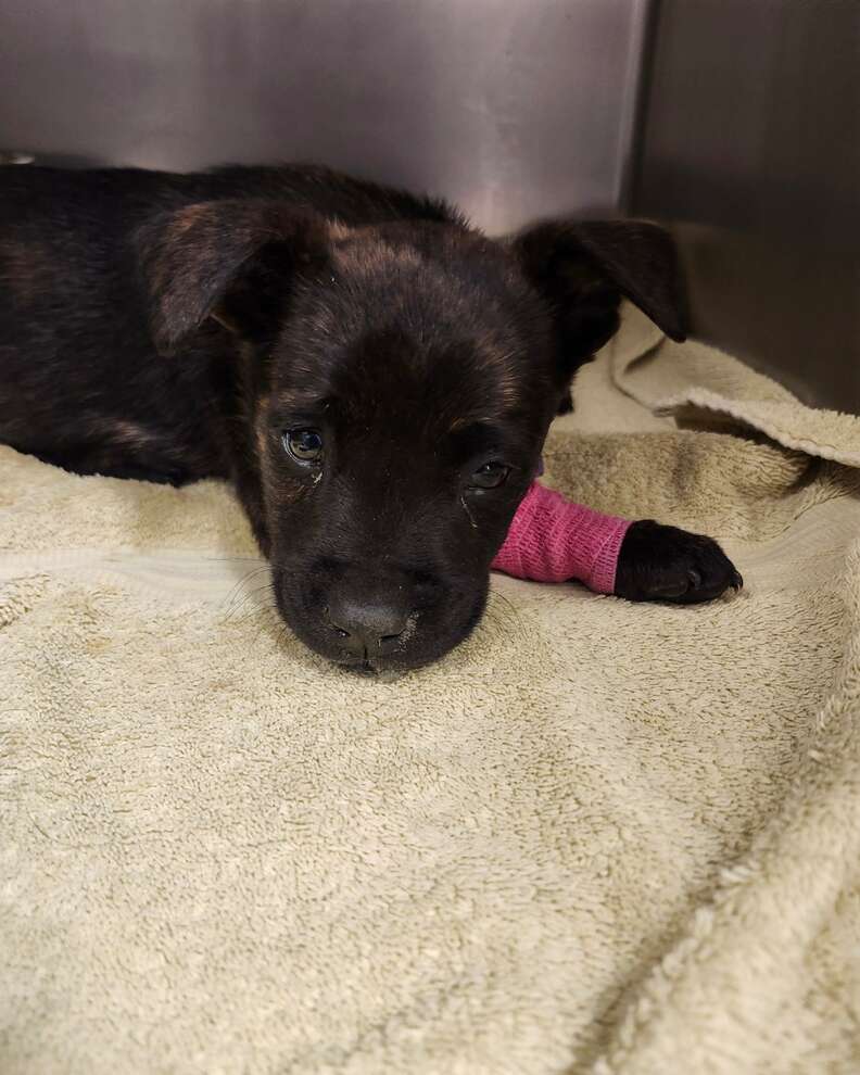 ロッキン・ロビン