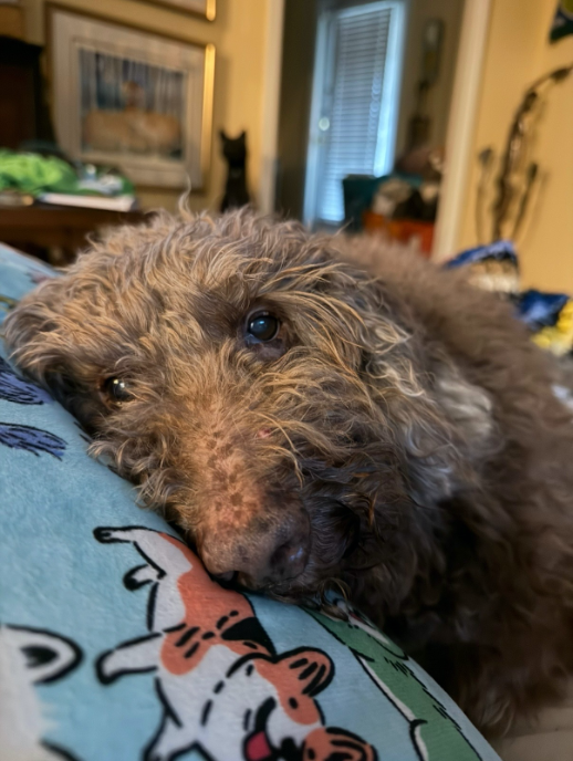 Senior dog with a woman