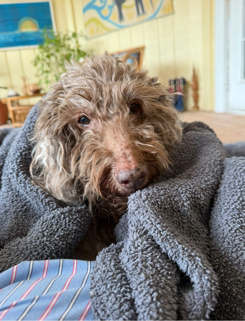 Senior poodle curled up in a blanket